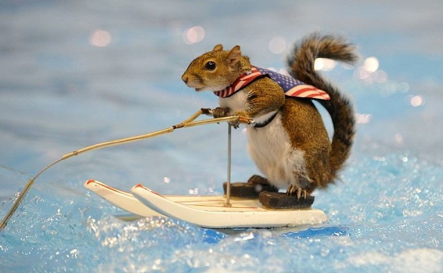 Social Media Videos of Water Skiing Squirrels